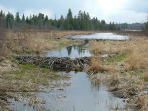 beaver-dam beaver-dam