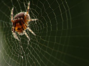 web Паутина