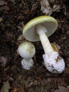 Amanita_phalloides_1 Поганка Бледная