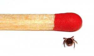 Tick_male_match Клещ самец в сравнении со спичкой