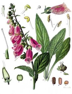 Digitalis purpurea Наперстянка пурпурная